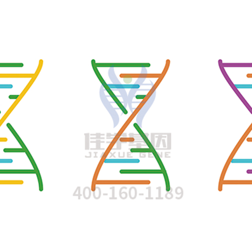 【眼科遗传病】<font color='red'>BEST</font>病基因解码、<a href=http://www.bztcly.com/tk/jiema/cexujishu/2021/31933.html>基因检测</a>